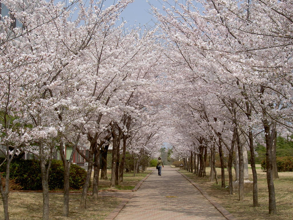 Пхоханский университет науки и технологии (Pohang University)